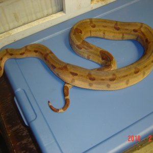 super hypo