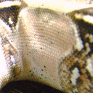 male suriname