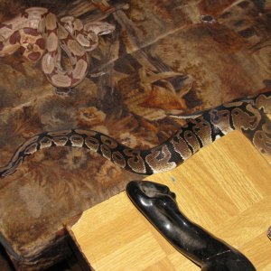 Hypo, columbian redtail and ball python