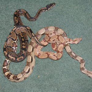 Hypo,columbian redtail and ball python 2