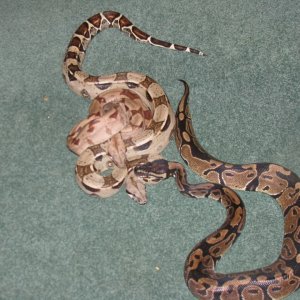 Hypo,columbian redtail and ball python 3