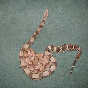Hypo and columbian redtail