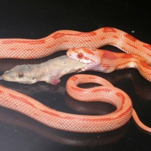 Albino Montley Jungle Dinner Time