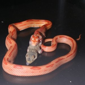 Albino Montley Jungle Dinner Time