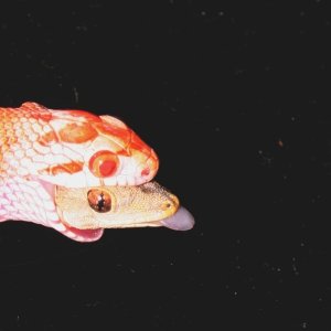 Albino Montley Jungle Dinner Time