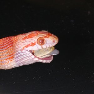 Albino Montley Jungle Dinner Time