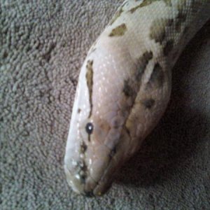 granite burm