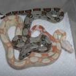 my baby boa