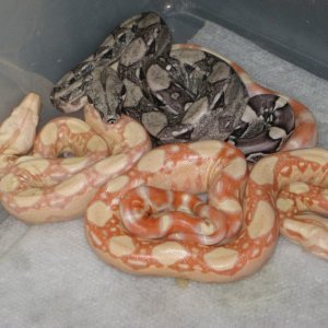 (DOB 03/08/2010) Albinos, anerys, and normals.