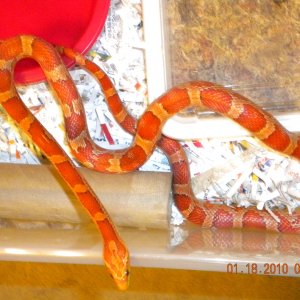 2008 Hypo female