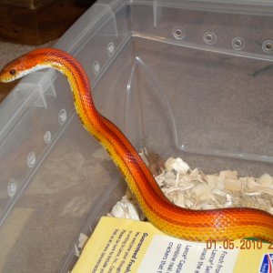 2008 Stripe het Hypo, amel, Lav. female