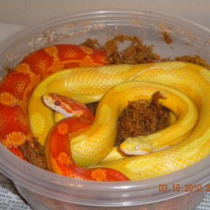 07' Butter Motley male & 07 Ultramel Motley female