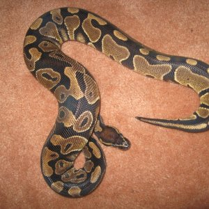 1.0 het albino