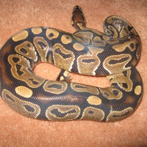 0.1 het albino 50% het axanthic