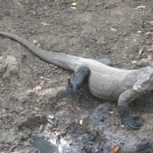 Large dragon in mud wallow