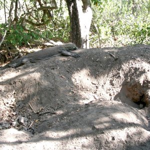 Komodo National Park, Rinca Island, Indonesia