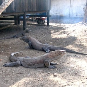 Komodo National Park, Rinca Island, Indonesia