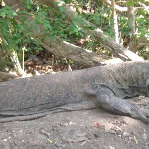Nesting female dragon