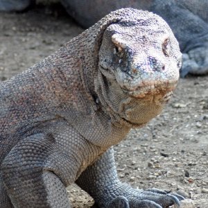 Male dragons