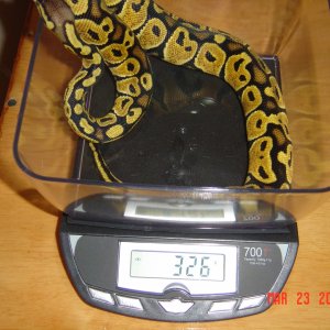 Female morphs for sale!! $1200 OBO