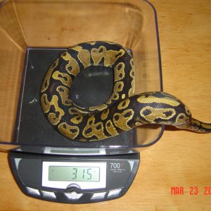 Female morphs for sale!! $1200 OBO
