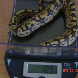 Female morphs for sale!! $1200 OBO