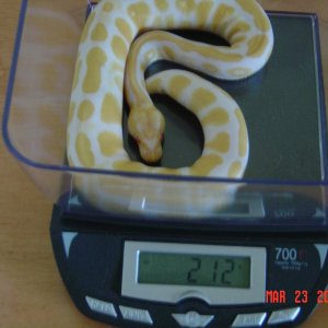 Female morphs for sale!! $1200 OBO