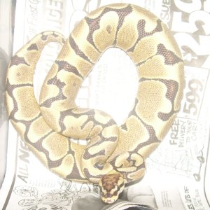 woma
