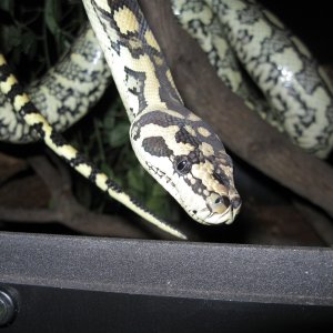Luci at almost 3 yrs old
