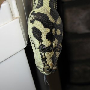 Luci at almost 3 yrs old