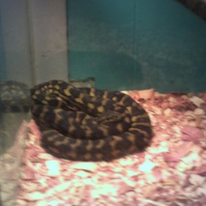 carpet python