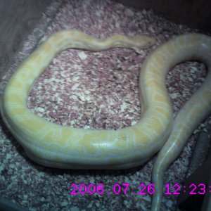 9ft albino burmese python