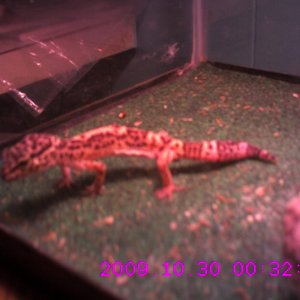 leopard gecko