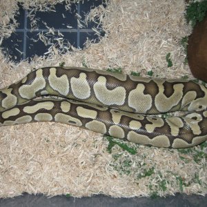 Delilah