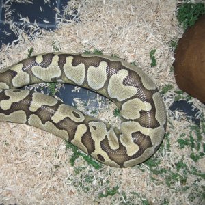 Delilah