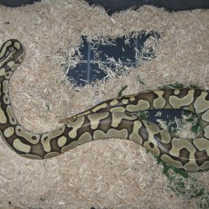 Delilah