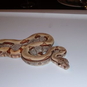 Hypo Jungle