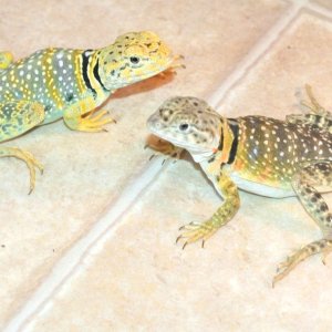 2010  mating season