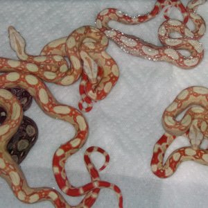 Coral albinos with intense orange saddles.