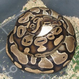Juliet and Samson's Clutch 2010