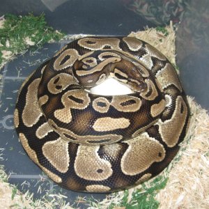 Juliet and Samson's Clutch 2010