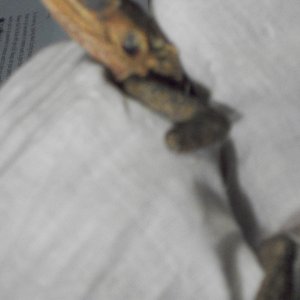 owies to agamas