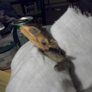 owies to agamas
