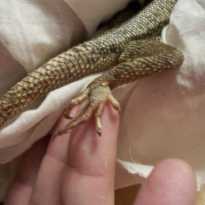 owies to agamas