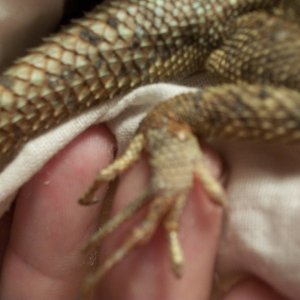 owies to agamas
