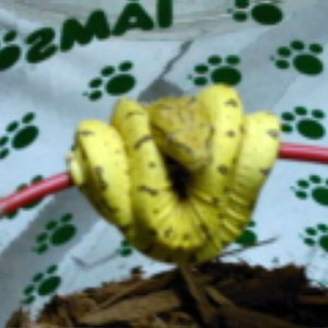CBB GTP born 12-19-09