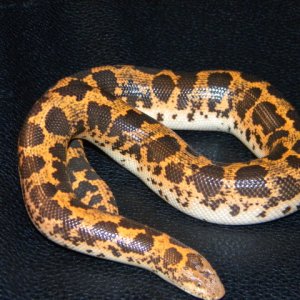 Feb6thdownloads021