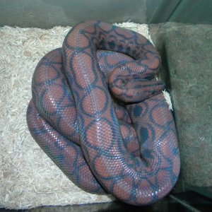 Feb16thdownloads272