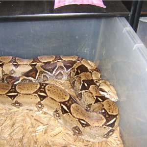 01_-_Female_-_Het_Anery_Red_Tail_Boa