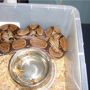 02_-Female_-_Het_Anery_Salmon_Red_Tail_Boa